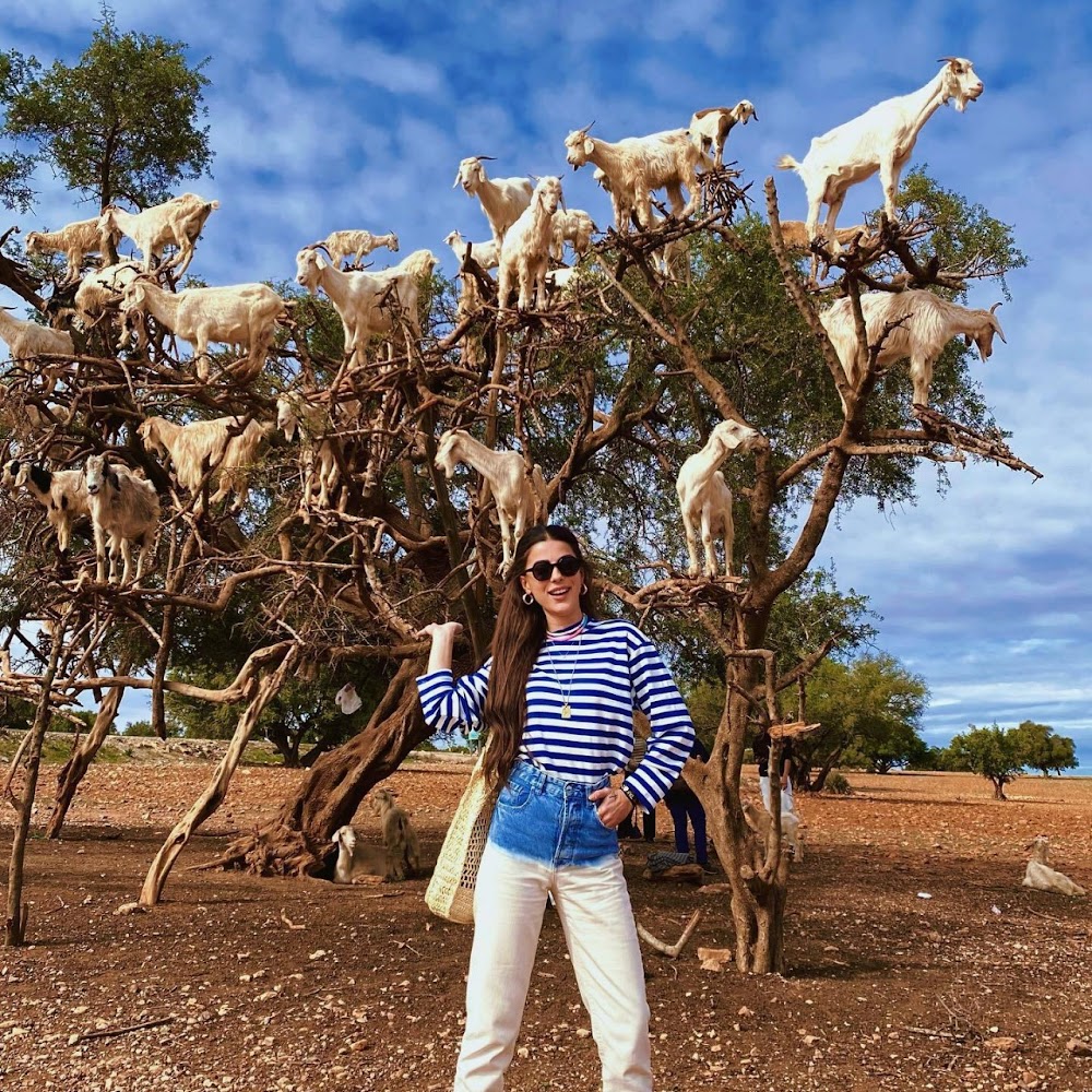 Agadir Goats on trees experience — attraction in Agadir